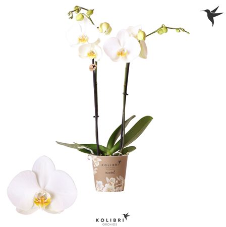 Phal 2/3st Lusanne Wit