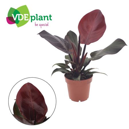 Philodendron Sunlight