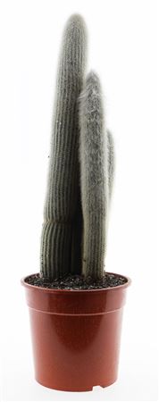 Cleistocactus Strausii