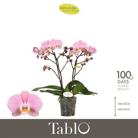 Phal 2st Tablo Cosmopolitan