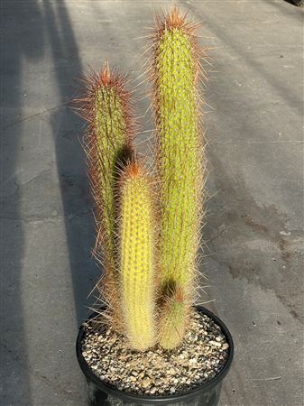 Pilocereus Palmerii