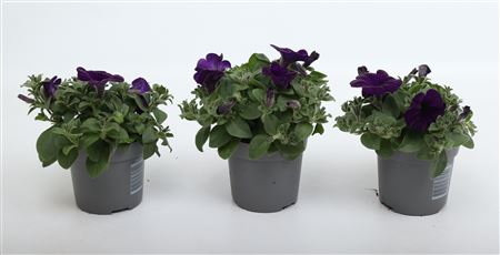 Alpetunia Dark Blue