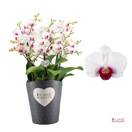Phal 3st Duetto Multi Safe Haven 90+ (levo)