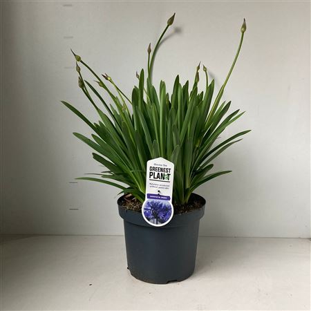 Agapanthus Dr Brouwer