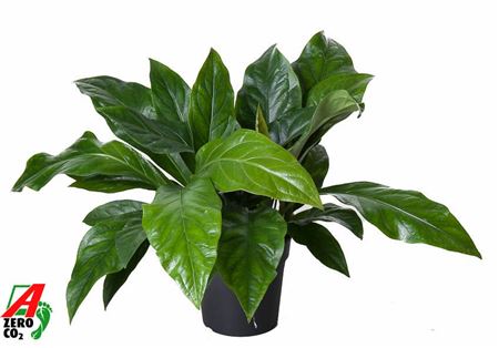 Anthurium Jungle Bush 2pp