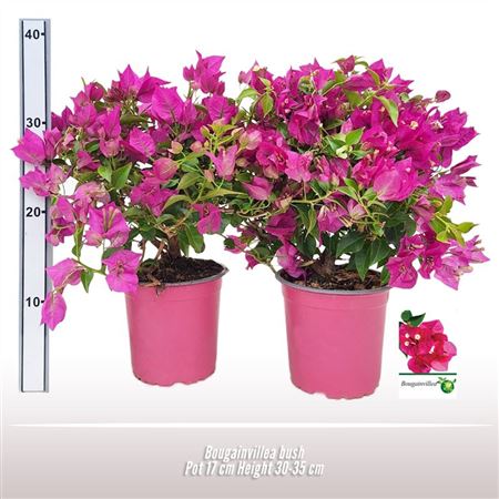 Bougainvillea Struik