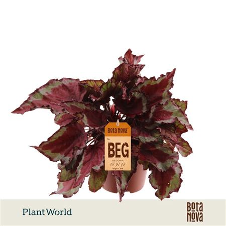 Begonia Rex Spitfire
