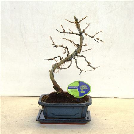 Bonsai Ipseudolarix Amabilis Without