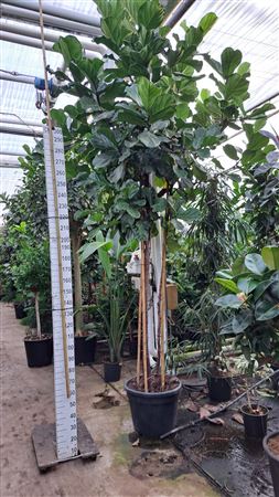 Ficus Lyrata Trio Stam Xxxl