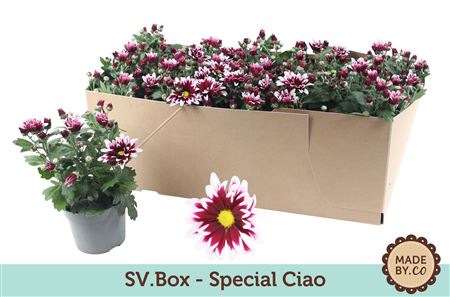 Chrysant Special Ciao In Sv.box