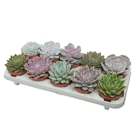 Echeveria Mix