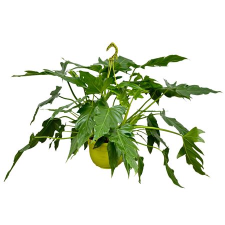 Philodendron Selloum Hanging Pot