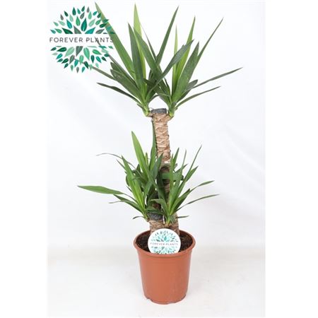 Yucca 60-30-20 2+