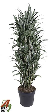 Dracaena Warneckei Branched