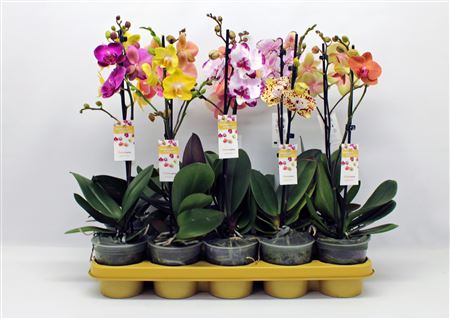 Phal 1st Mix 6+ (phalaenova)