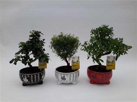 Bonsai Mix Inlucky Ceramic