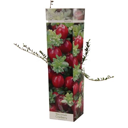 Vaccinium Macro Cranberry