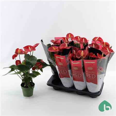 Anth An Madural Royal Red 6+