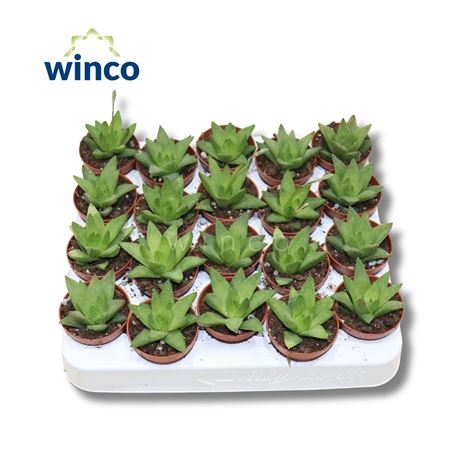 Haworthia Rigida Ssp