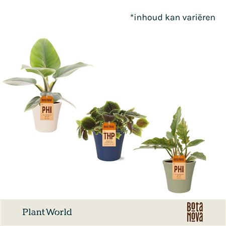Plantmix Island Saver In Pot Coco