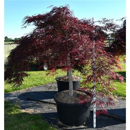 Acer Palm Stella Rossa On Stem
