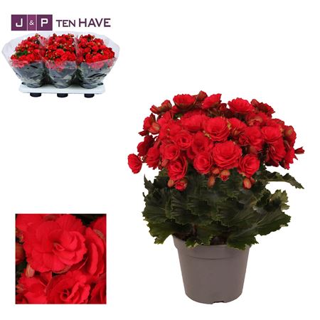 Begonia Grace Red