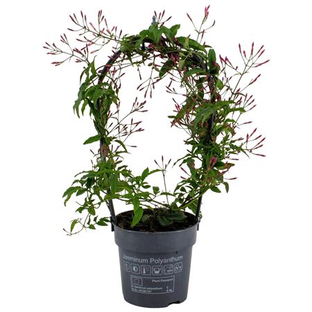 Jasminum Passion Dark Pink Arch 150+