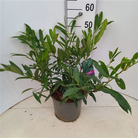 Prunus Laur Zabeliana