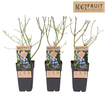 Vaccinium Corymbosum Goldtraube 71