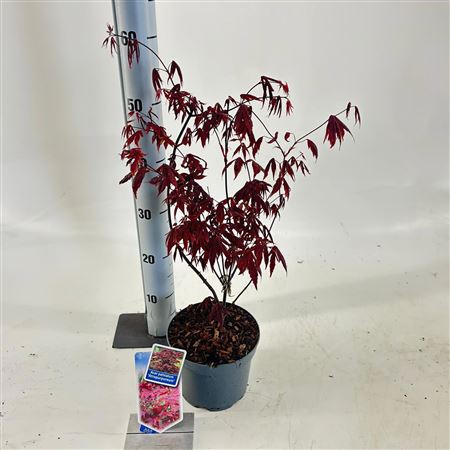 Acer Palm Atropurpureum