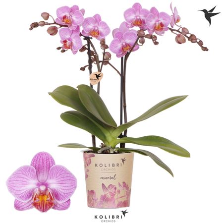 Phal 2st Karlsruhe 22+ (ok)