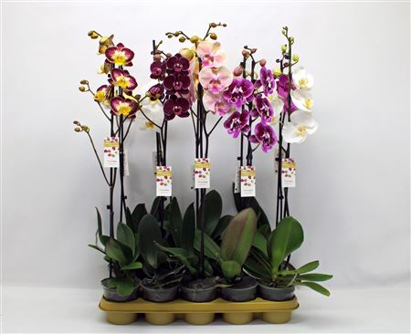 Phal 1st Mix 9+ (phalaenova)