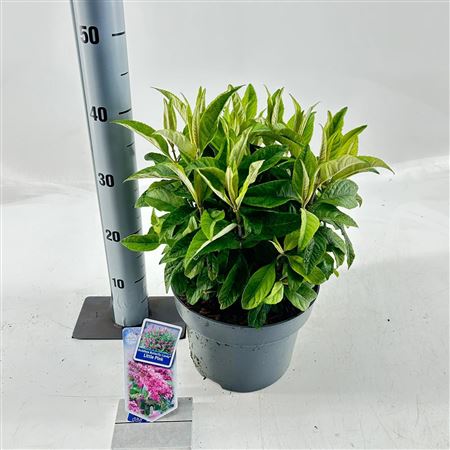 Buddleja Dav Little Pink