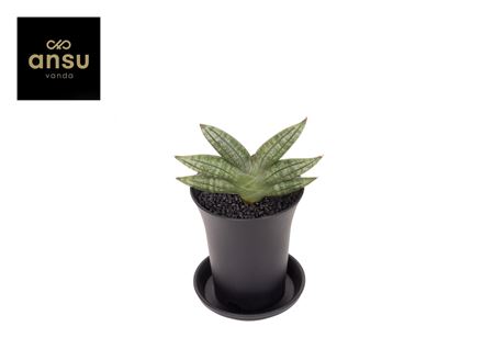 Sansevieria Inti No. 1 In Sierpot