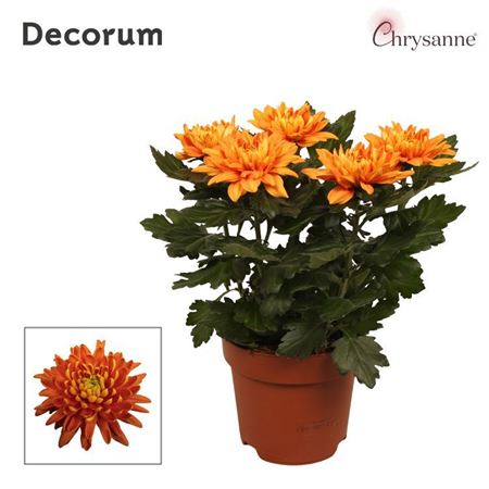 Chrys Zembla Next Orange 5pp (decorum)