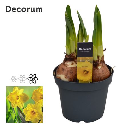 Золотая медаль «Нарцисс» (декорум)