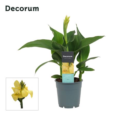 Canna Yellow (decorum)