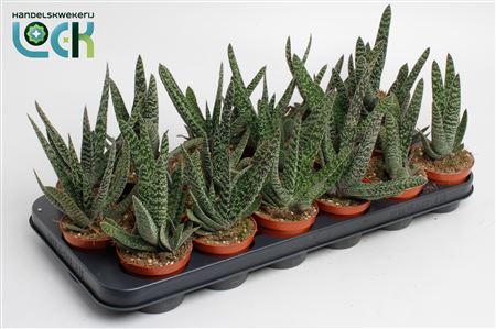 Gasteria Limifolia