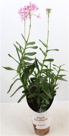 Epidendrum 3st Pink