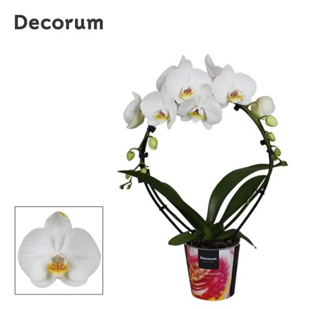 Phal 2st White Mirror Decorum 16+ (bernhard)