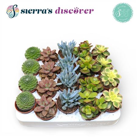 Discover® - Valencia Succulent Mix (prime)