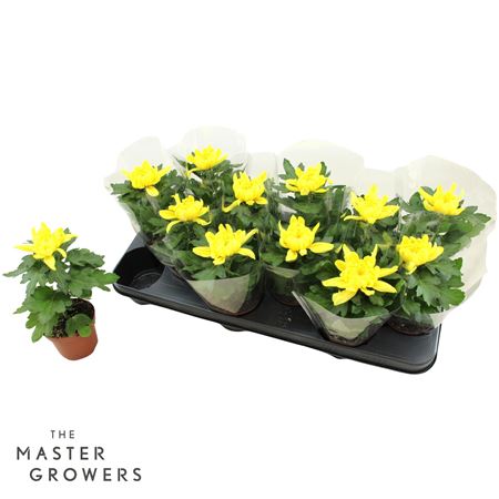 Chrys Deco Cosmo Yellow 1pp