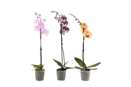 Phal 1st Mix Long 9+ (vg)