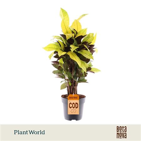 Croton Mrs. Iceton Branched