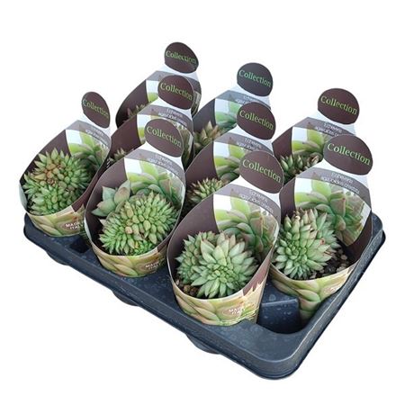 Echeveria Agavoides Cristata Potcover
