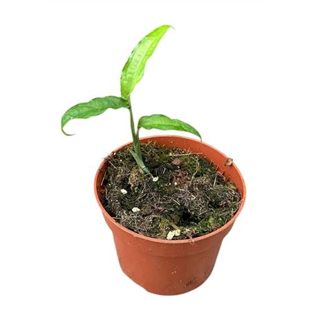 Monstera Obliqua Yasuni