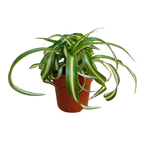 Chlorophytum Bonnie Variegata