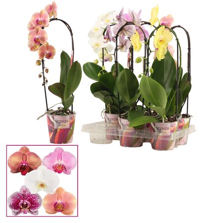 Phal Cascade 1st Shortie Mix (scenza)