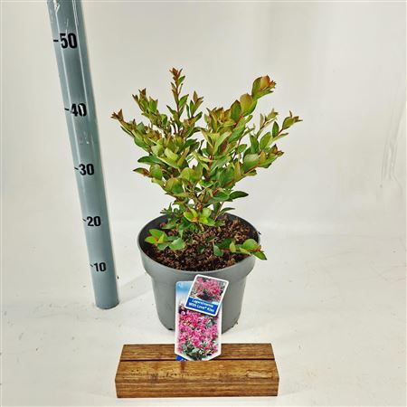 Lagerstroemia Indica With Love Kiss