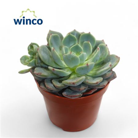 Echeveria Sitifukumiana
